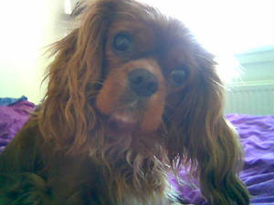 lola1.jpg