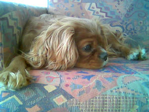 lola2.jpg